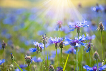 Blue cornflowers and other wild flowers in a beautiful summer meadow