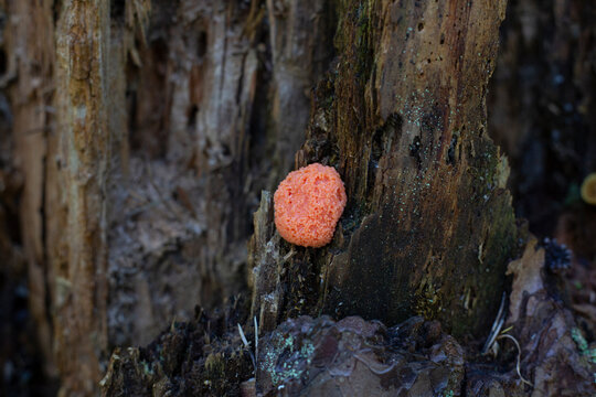 Coral-colored myxogastrid amoeba Lycogala epidendrum on a rotting tree stump