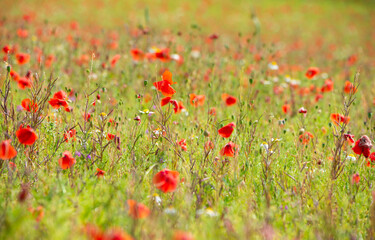 Wild flowers in summer meadow lit by sun