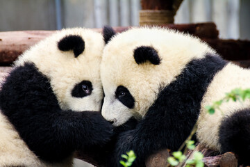 仲良く抱き合う2匹の赤ちゃんパンダ