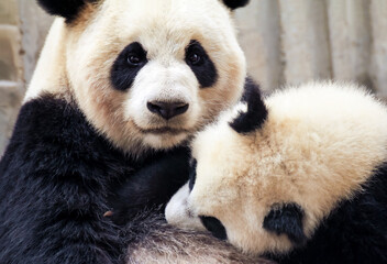 赤ちゃんパンダに授乳をする母パンダ