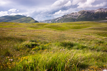 Summer mountain landscape with a green field