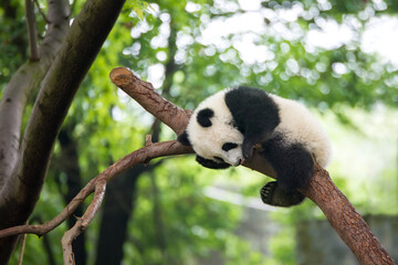 新緑の中、木の上で眠る赤ちゃんパンダ