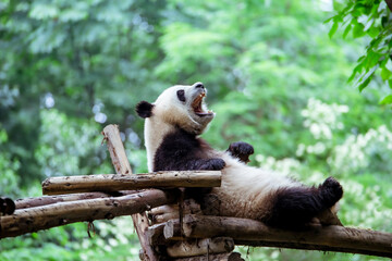 新緑の中であくびをするパンダ