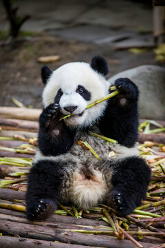 元気に笹を食べる赤ちゃんパンダ