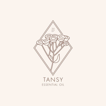 Vector linear botanical icon and symbol - tansy. Design logo for essential oil tansy. Natural cosmetic product.