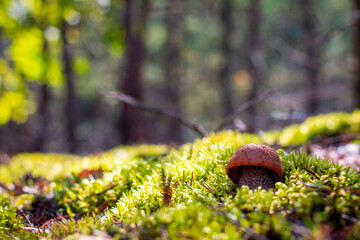 small orange cap mushroom grow in moss