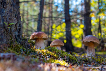 three large brown cap mushroom in wood