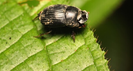 Dung Beetle on The Leaves