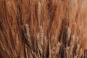 Autumn golden dry ears of wheat. Natural organic autumnal background. The time of harvest. Preparation to Thanksgiving.