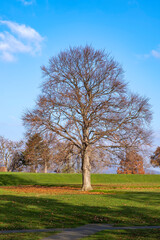 View of a single free-standing tree that has already lost its leaves in a park in autumn 
