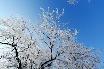 Fototapeta na wymiar Hoarfrost and snow on tree branches