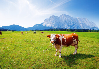 Cow on alpine pasture in summer day - Powered by Adobe
