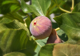 Reifende Feige,  ficus carica