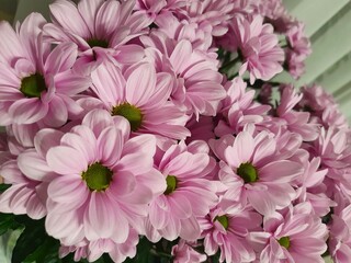 pink chrysanthemum flowers