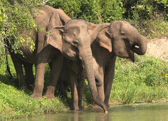 Drinking Time for Family of Wild Elephants with Riverside
