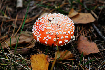 fly agaric mushroom