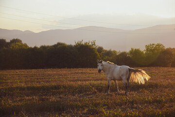 A horse grazes on a field during sunset