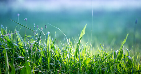 Grass meadow sunny field landscape. Tranquil spring summer nature close up and blurred background. Idyllic blurry scenery. Banner