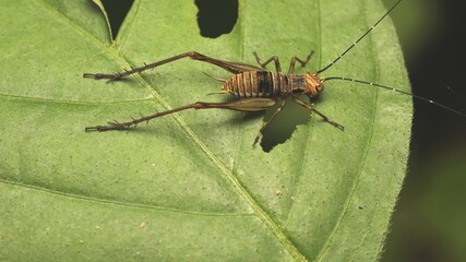 Dinner Time of Cricket on The Leaves