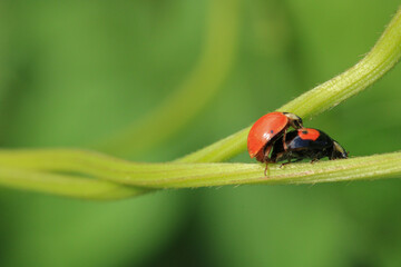 beautiful red ladybug leaf photo