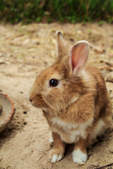 Rabbit
