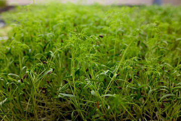 young shoots of seeds. microgreen