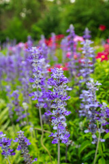Fototapeta premium Garden purple flower natural