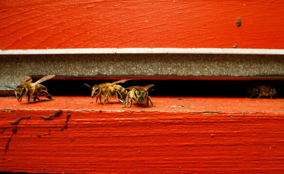 Bees are seen in front of hive in "Bee hotel with five stars" in Garesnica