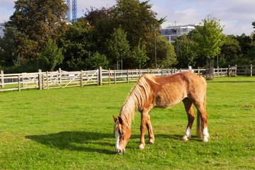 Horse