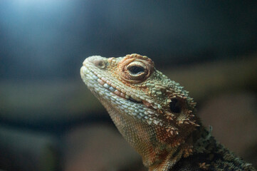 iguana