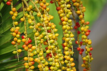 Strings of colorful Carpentaria Palm Fruits hanging from the tree