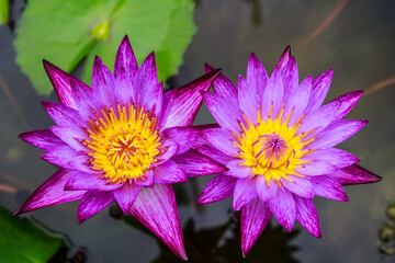 Beautiful Purple pollen lotus flower insect bee flies with pollen in the lake,