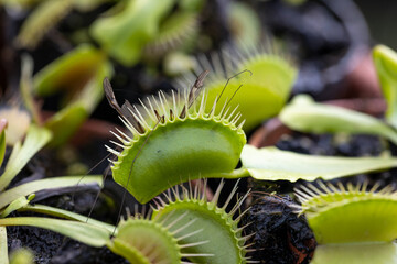 An insect caught by a Venus flytrap (Dionaea muscipula). This is a carnivorous plant that catches its prey with a trapping structure at the end of every branch.