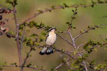 Northern Wheatear (Oenanthe) perched on tree branch