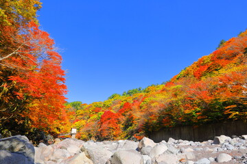가을 단풍이 아름다운 제주도 한라산의 천야계곡의  황홀한 가을 풍경이다.