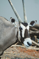isolated antelope with grey horns