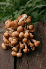 honey mushrooms