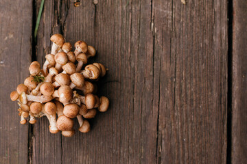 honey mushrooms