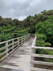 西表島 ジャングル マングローブ 遊歩道 八重山諸島 沖縄県