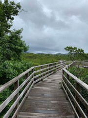 西表島 ジャングル マングローブ 遊歩道 八重山諸島 沖縄県
