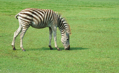 Fototapeta na wymiar isolated zebra grazing on grassy land