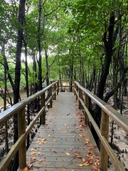 Obraz premium 西表島 ジャングル マングローブ 遊歩道 八重山諸島 沖縄県