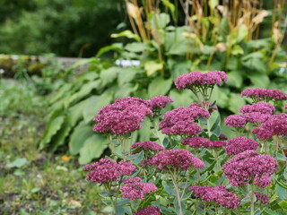 flowers in the garden