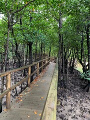 西表島 ジャングル マングローブ 遊歩道 八重山諸島 沖縄県