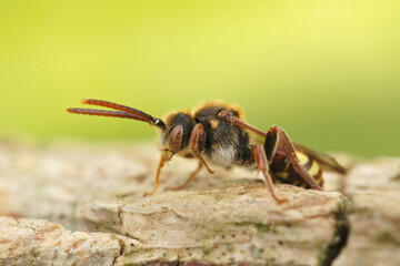 Closeup of a female Nomada cuckoo bee, sitting on a piece of wood against a green background