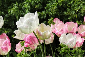Tulip garden, natural flowers photography
