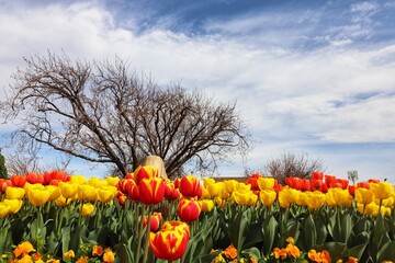 Tulip garden, natural flowers photography