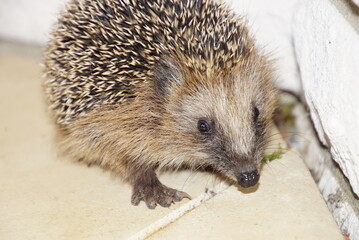 Junger Igel