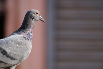 red eyed isolated pigeon observing with blur back ground
